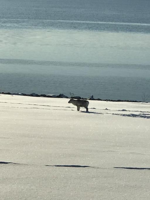 Trivelig Fritidshus Pa Arnes, Senja Straumstad Esterno foto